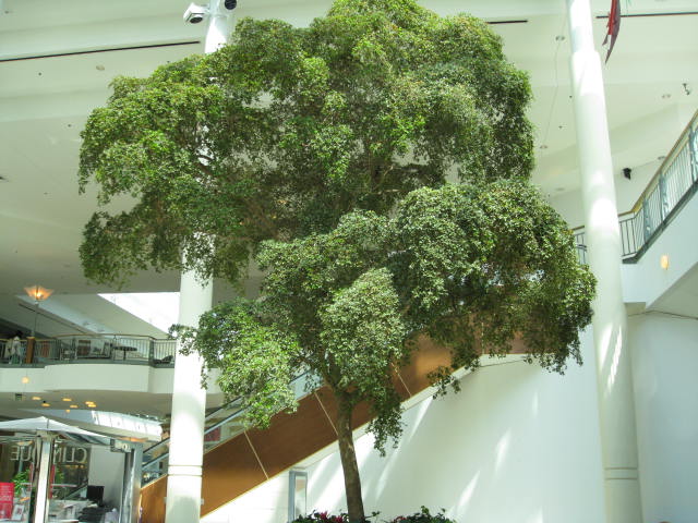 Online Plant Guide Bucida buceras 'Shady Lady' / Shady Lady Black Olive
